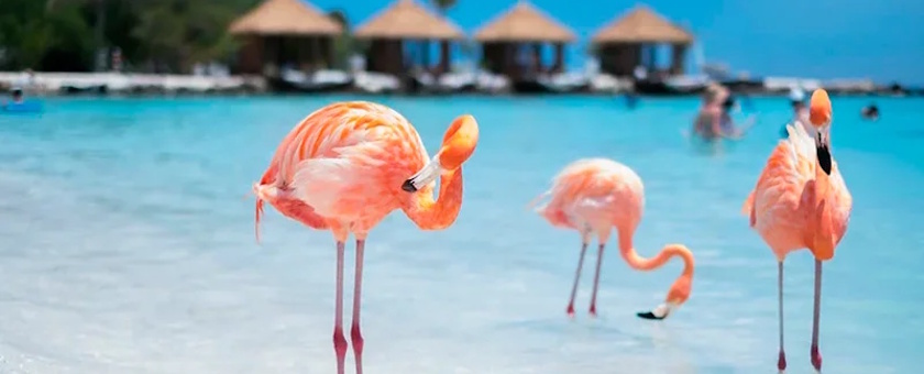 Flamingos on Aruba Beach