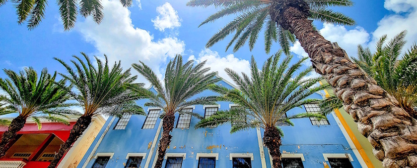 Palm trees on Aruba
